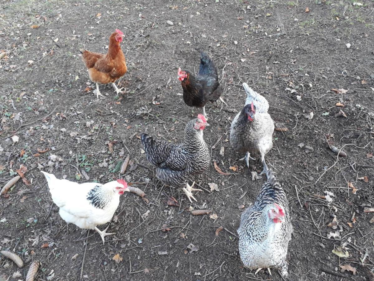 Quatre Saisons Daire Pressac Dış mekan fotoğraf